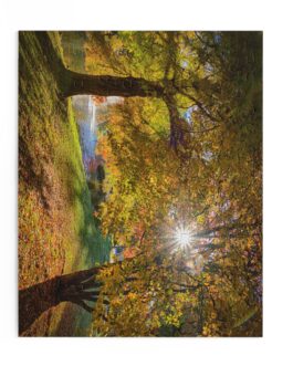 Golden Sunrise in Kawarau Falls Scenic Reserve – Puzzle (120, 252, 500-Piece)